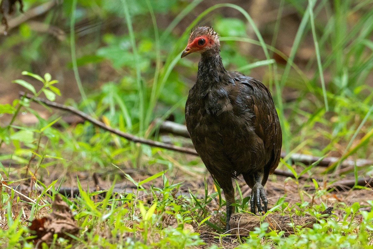 Nicobar Megapode - ML325114281