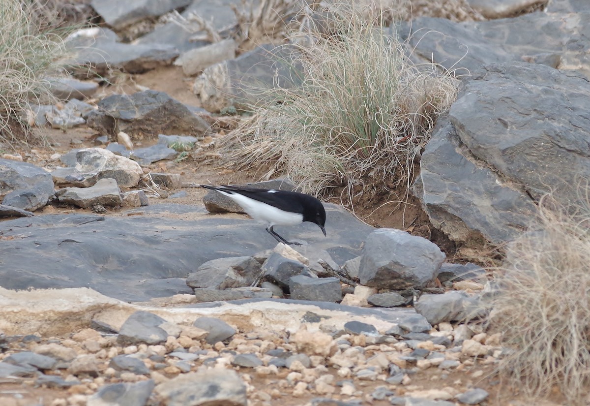 Hume's Wheatear - Thibaud Aronson