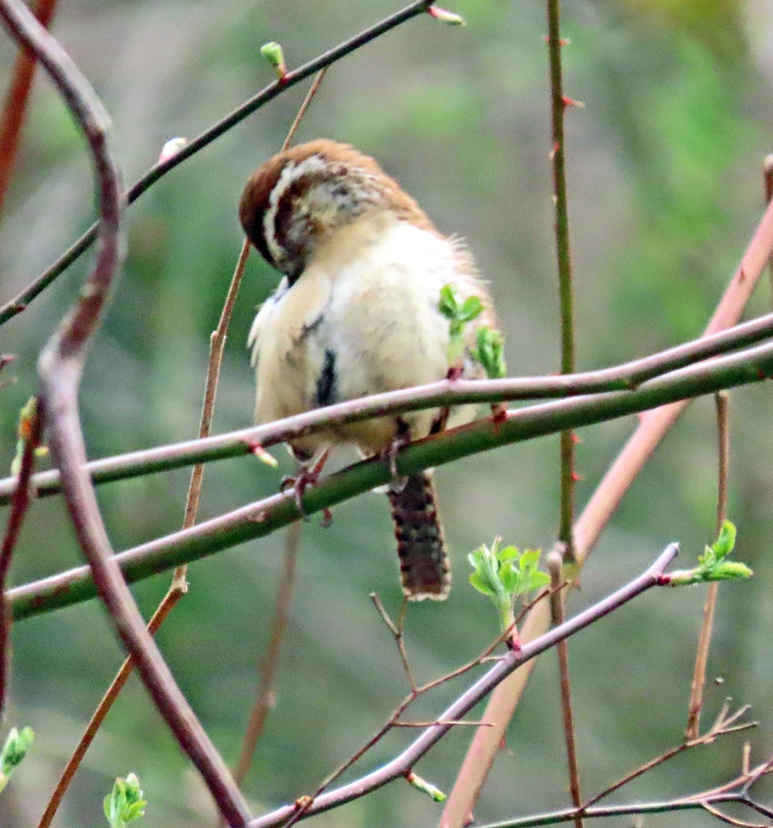 Carolina Wren - ML325119221