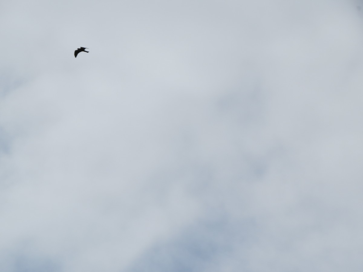 Mississippi Kite - ML32511931