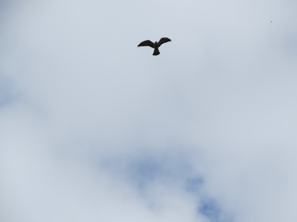 Mississippi Kite - ML32511941