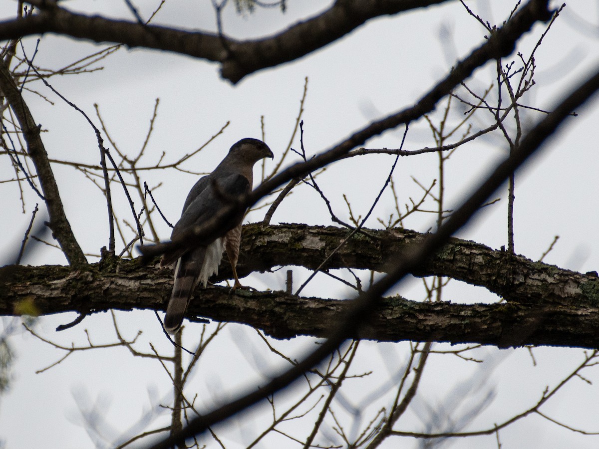 Cooper's Hawk - Christopher Wagner