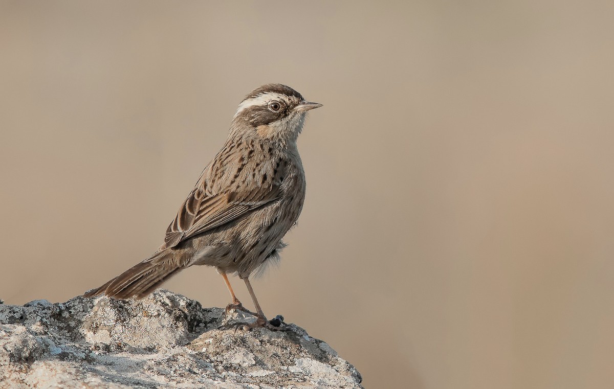 Radde's Accentor (Radde's) - ML325120851