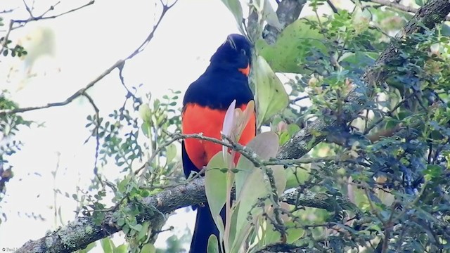 Scarlet-bellied Mountain Tanager - ML325122481