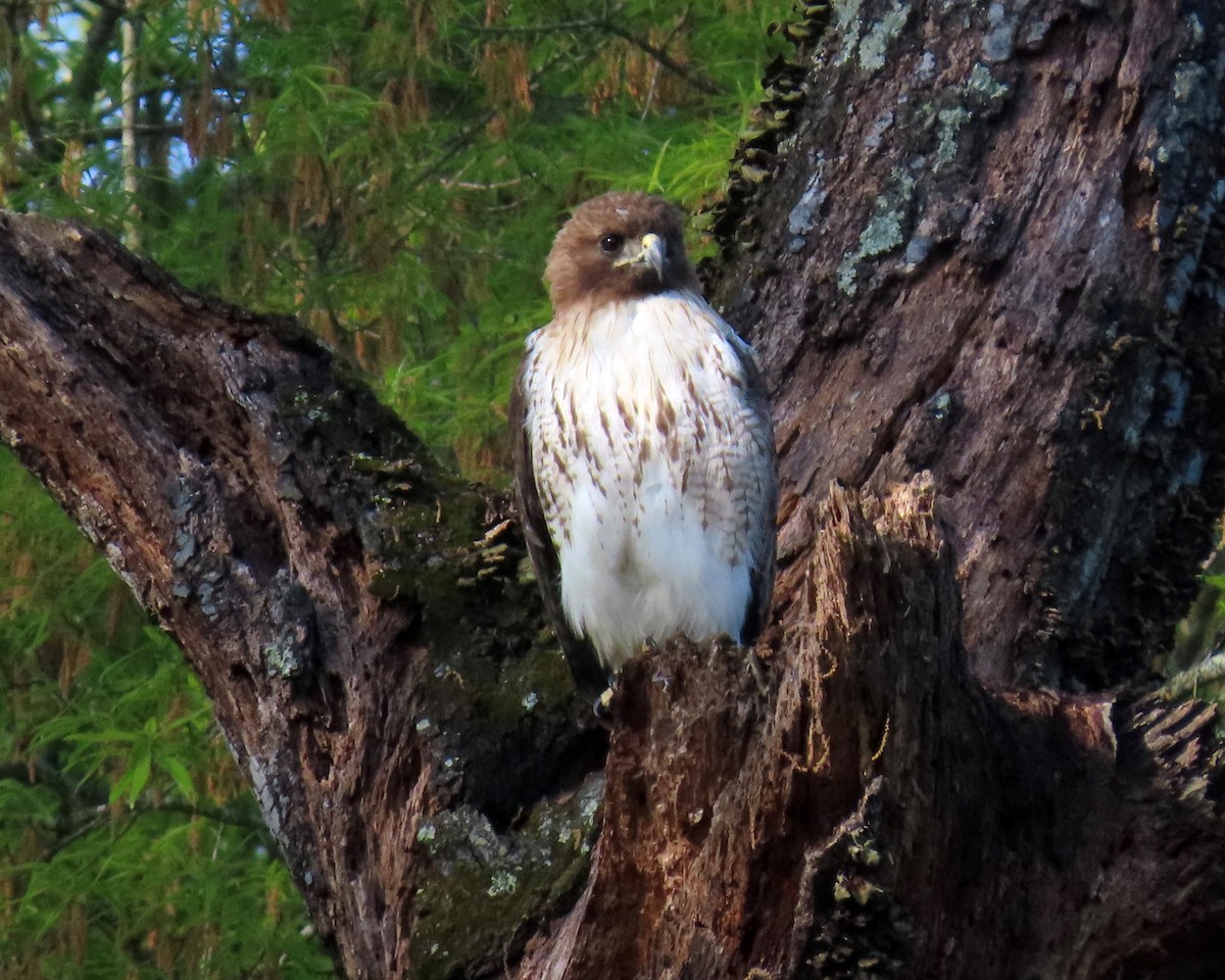 Red-tailed Hawk - ML325122991