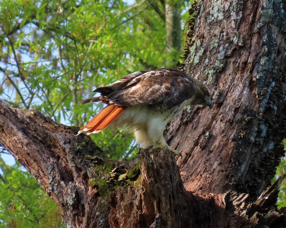 Red-tailed Hawk - ML325123041