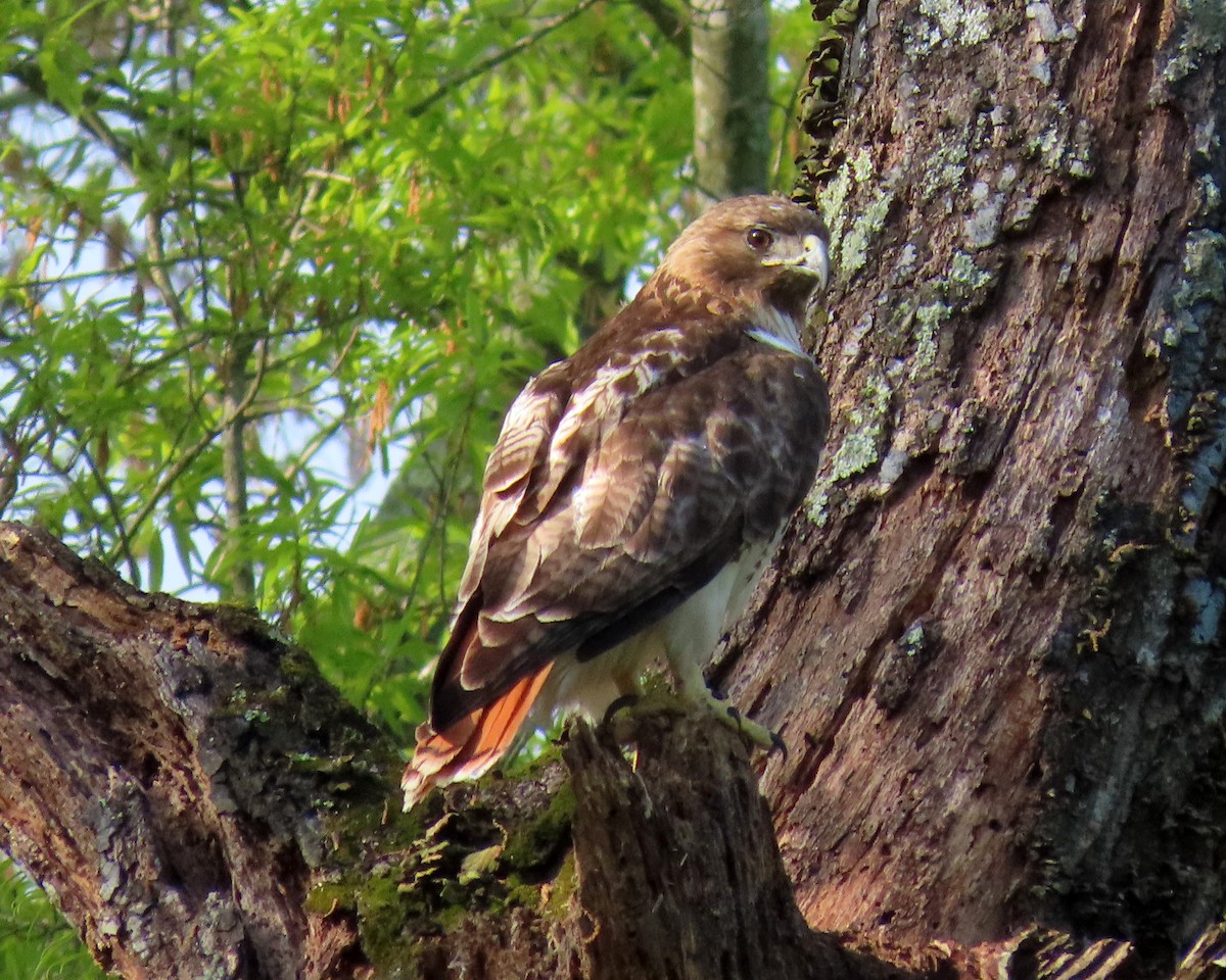 Red-tailed Hawk - ML325123051