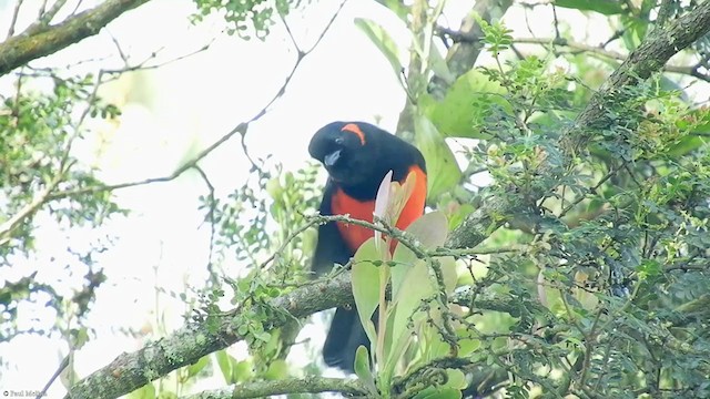 Scarlet-bellied Mountain Tanager - ML325123311