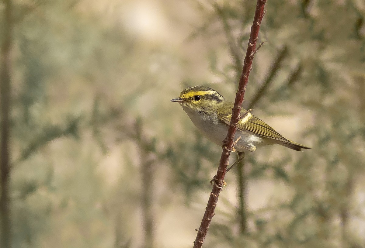 Pallas's Leaf Warbler - ML325123341