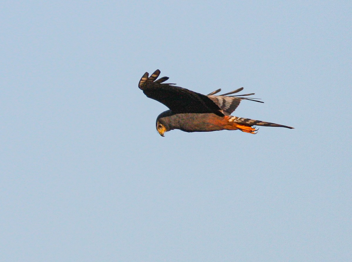 Long-winged Harrier - Per Smith