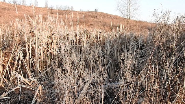 Шагшуургын шатан сүүлт - ML325124061