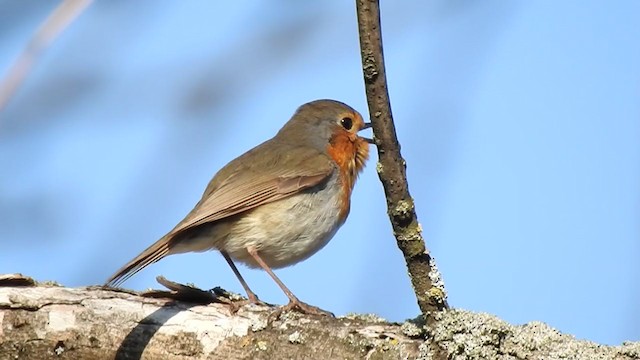 European Robin - ML325124571