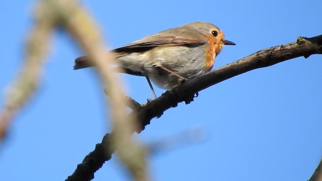 European Robin - ML325124821