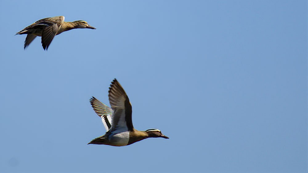 Garganey - ML325124881