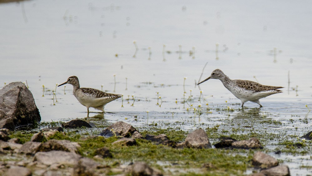 Marsh Sandpiper - ML325125181