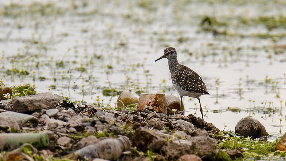 Wood Sandpiper - ML325125231