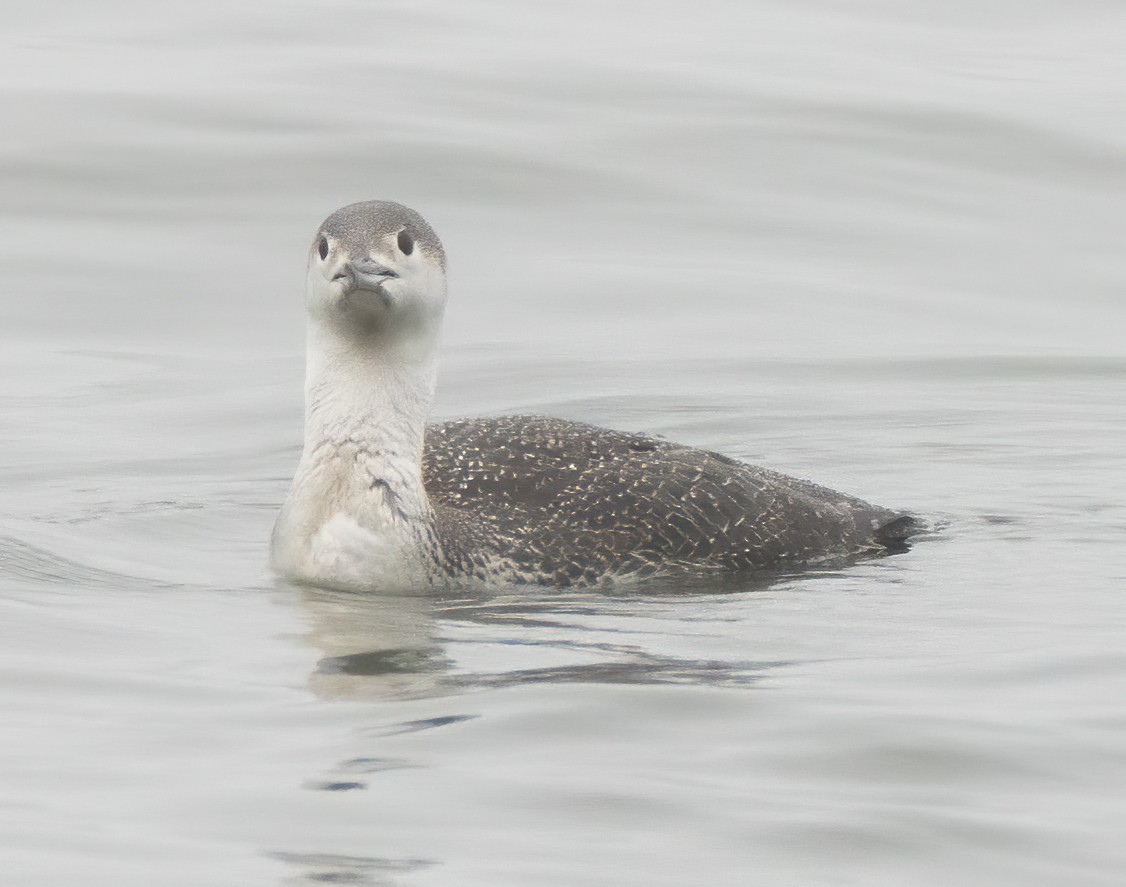 Red-throated Loon - ML325125241