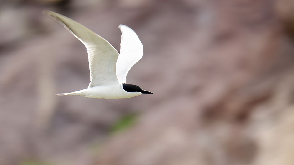 Gull-billed Tern - ML325125251