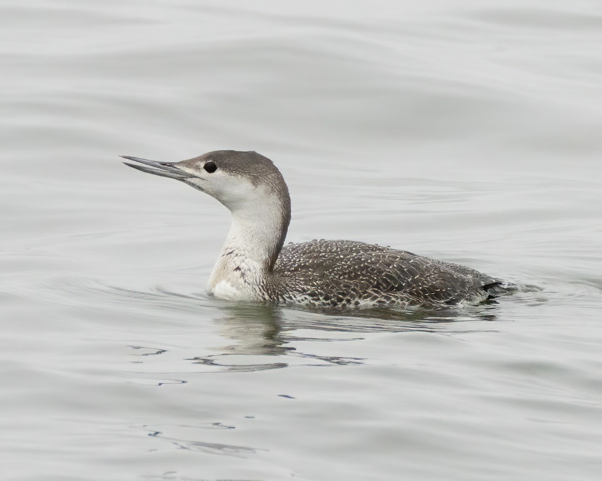 Red-throated Loon - ML325125261