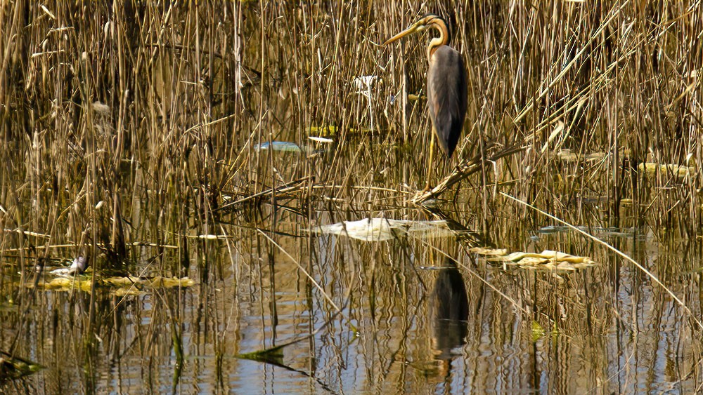 Purple Heron - ML325125291