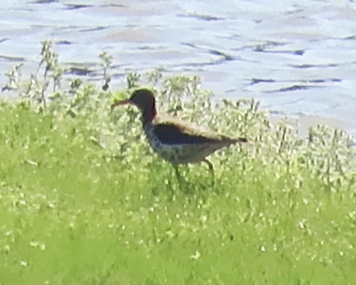 Spotted Sandpiper - ML325125321