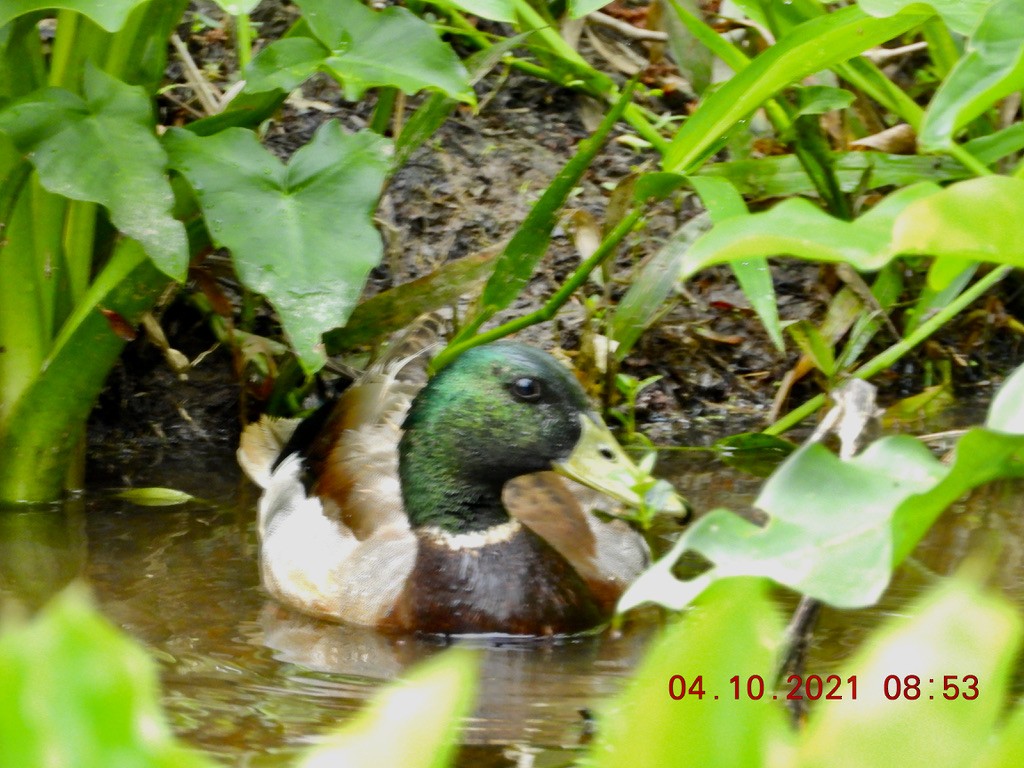 Mallard - Valerie Hollinger