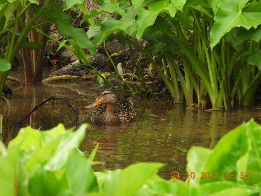 Mallard - Valerie Hollinger