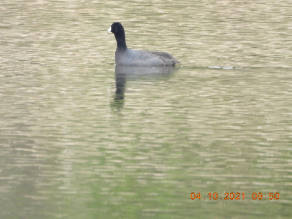 American Coot - ML325126321