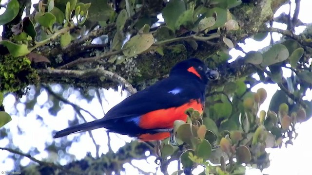 Scarlet-bellied Mountain Tanager - ML325126741