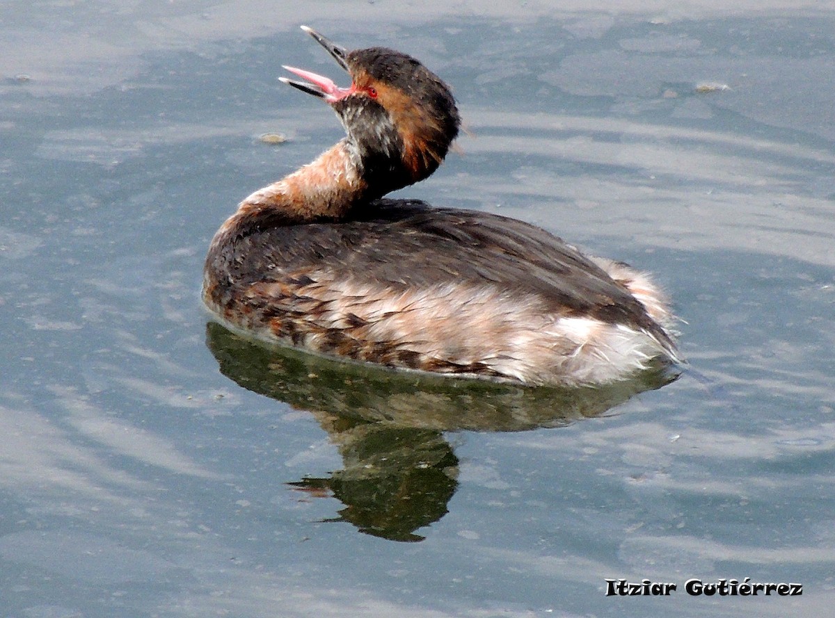 Horned Grebe - ML325126811