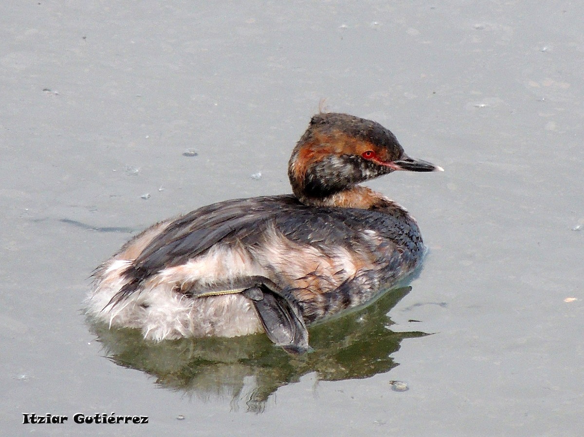 Horned Grebe - ML325126861