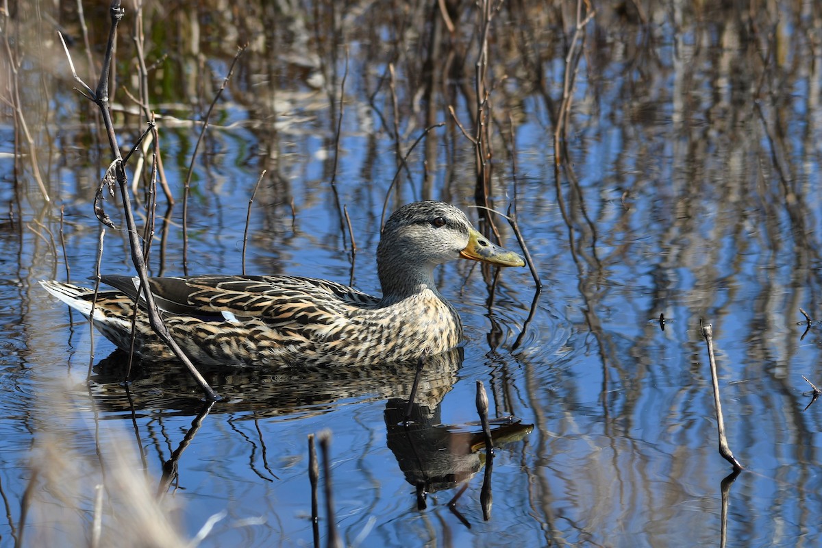 Mallard - Paul Nale