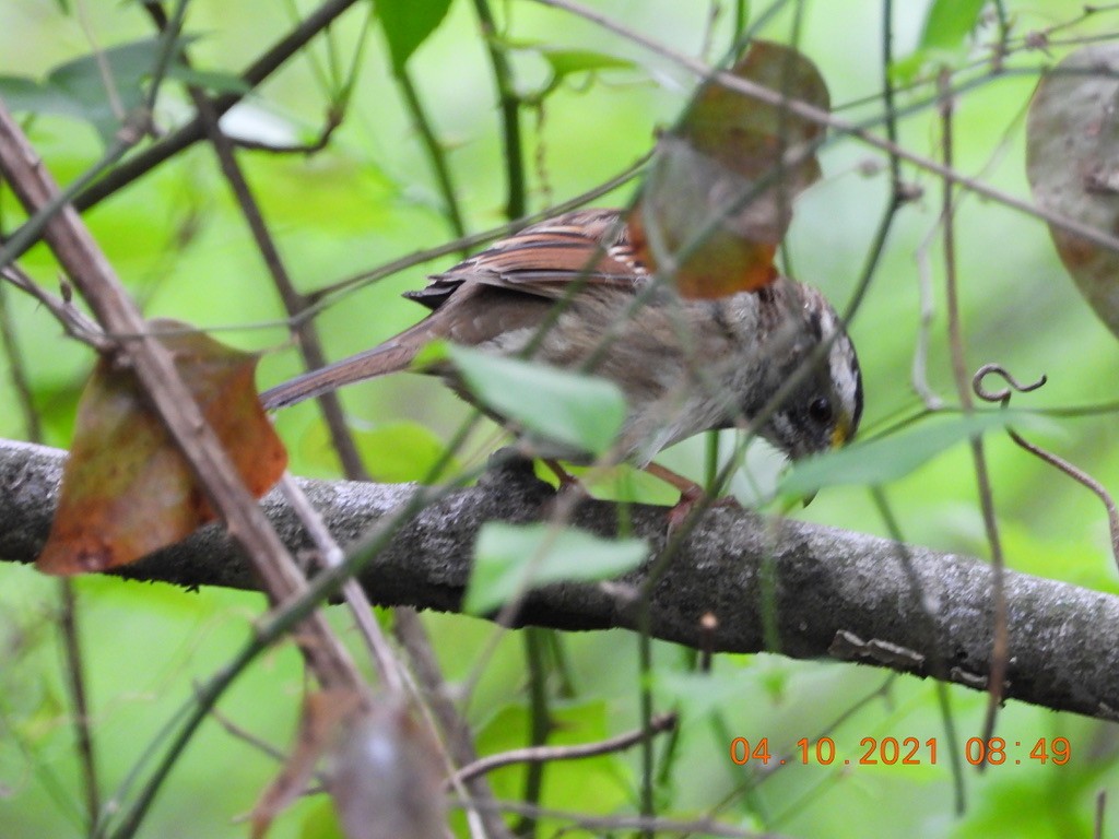 White-throated Sparrow - Valerie Hollinger