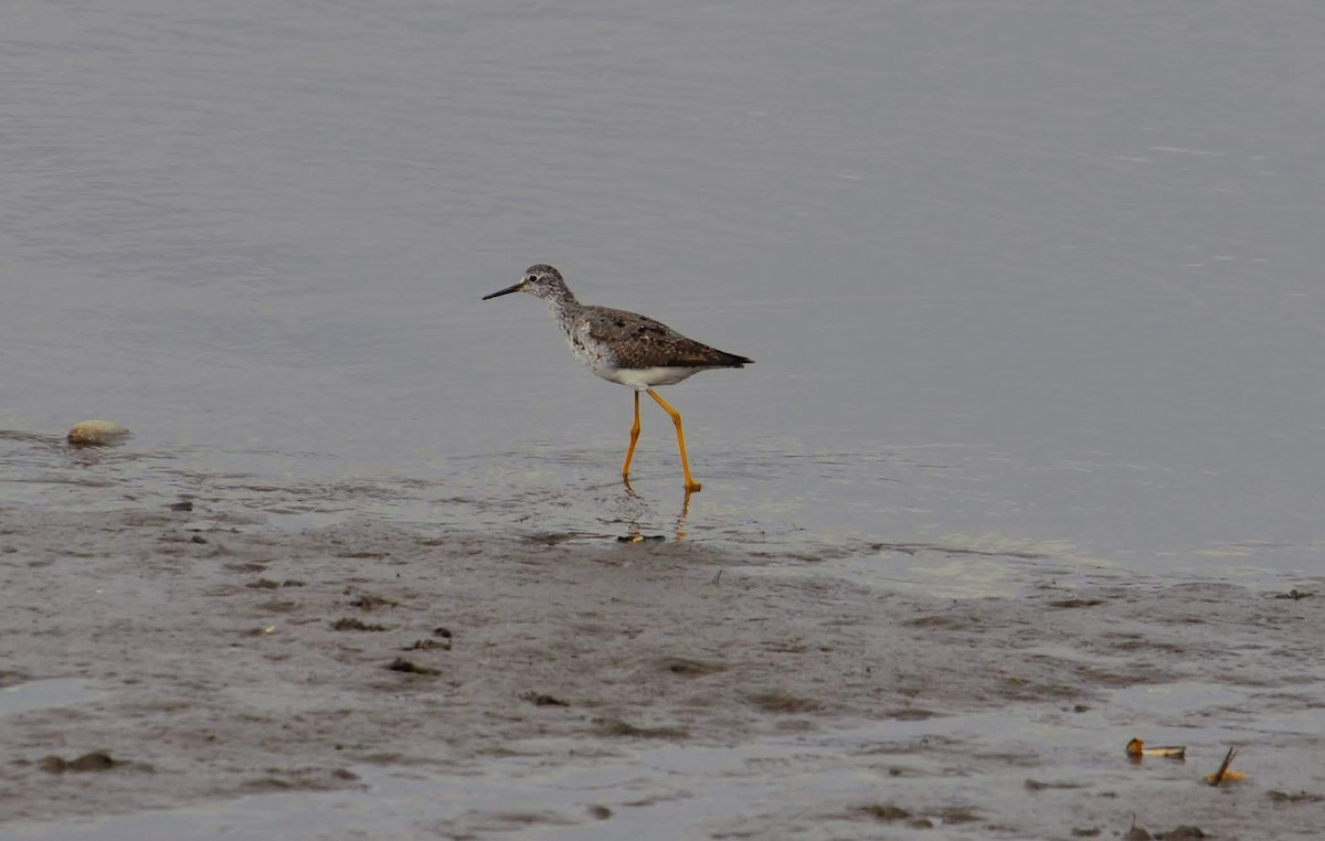 Greater Yellowlegs - ML325127871