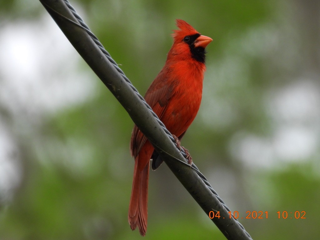 Northern Cardinal - Valerie Hollinger