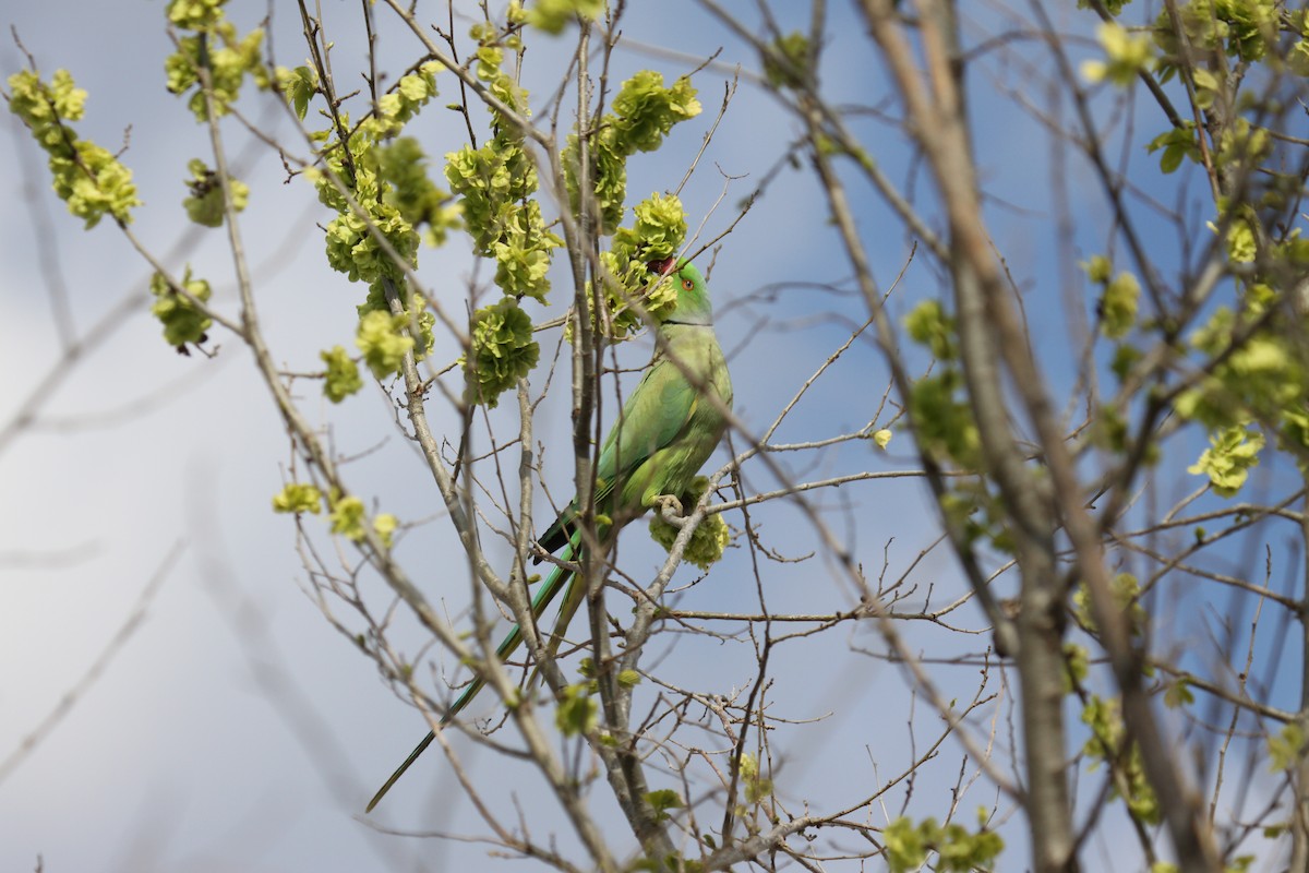 Rose-ringed Parakeet - ML325130571