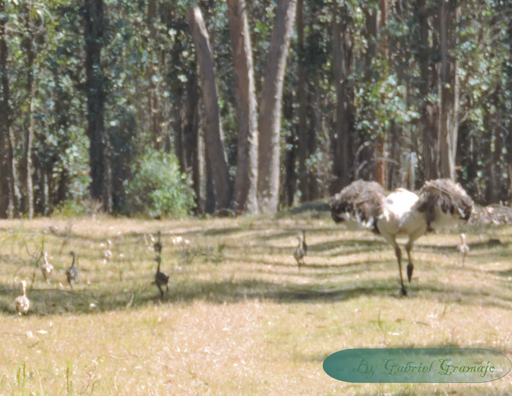 Greater Rhea - Gabriel Gramajo