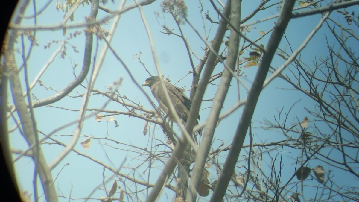 Crested Serpent-Eagle - ML325133351