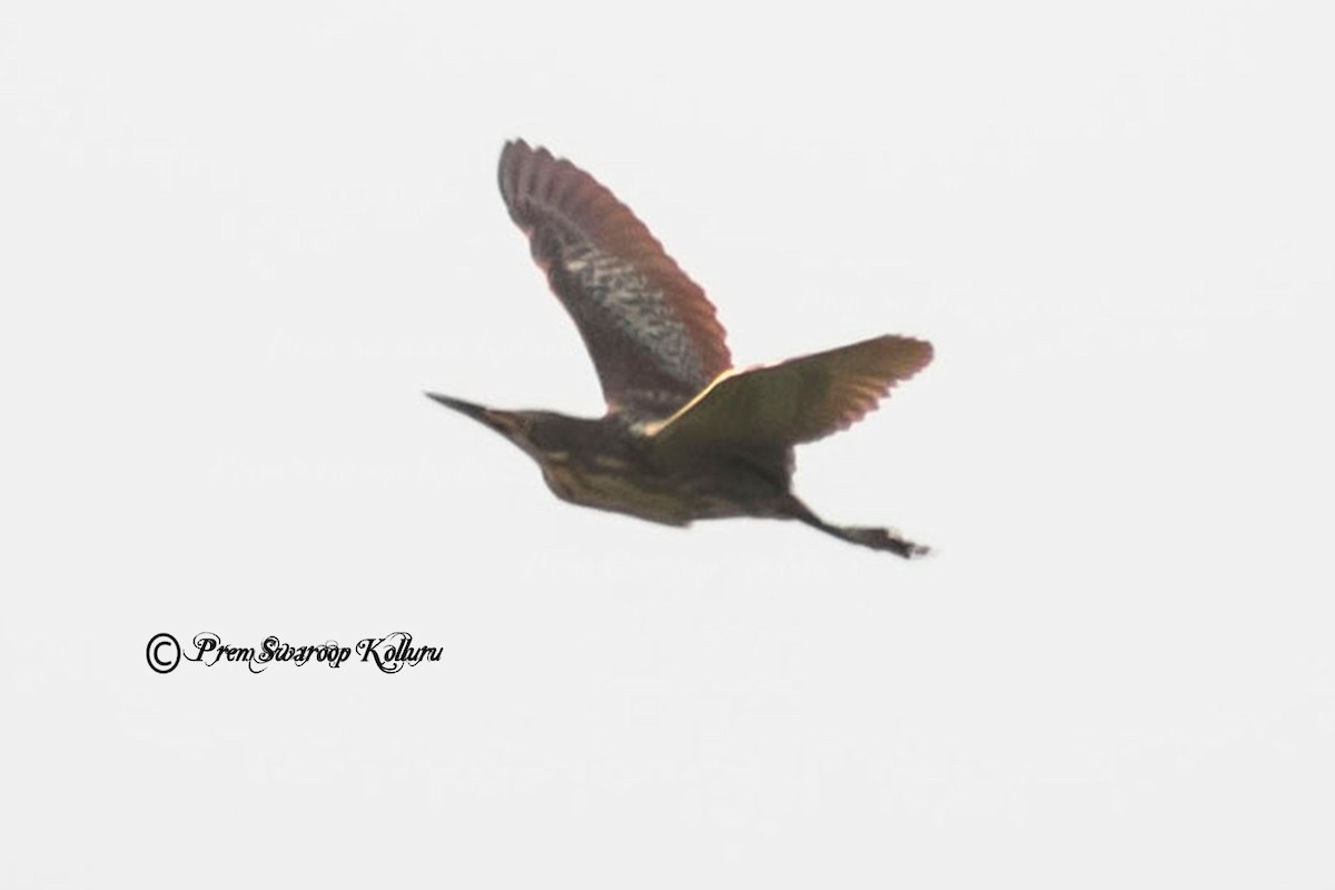 Cinnamon Bittern - Prem swaroop Kolluru