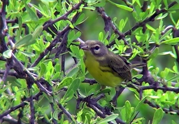 Prairie Warbler - ML325134171