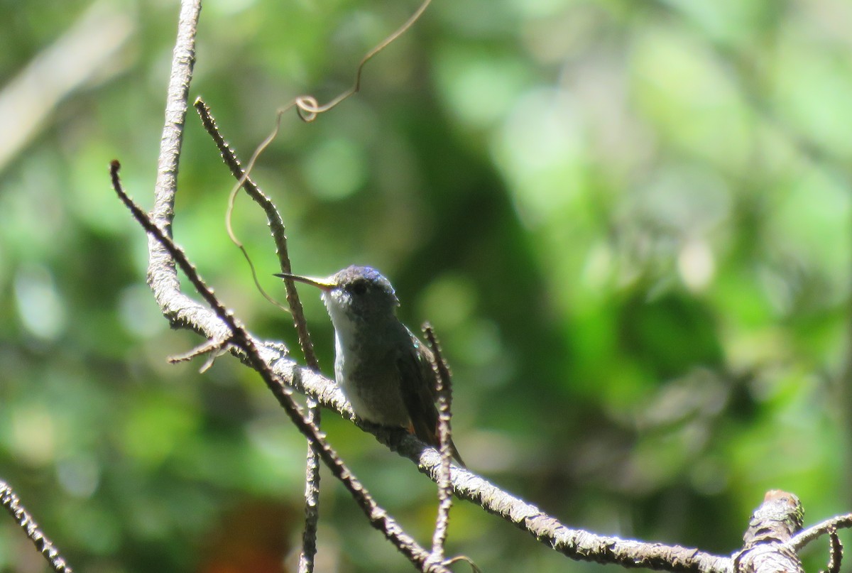 Azure-crowned Hummingbird - Jessie Stuebner