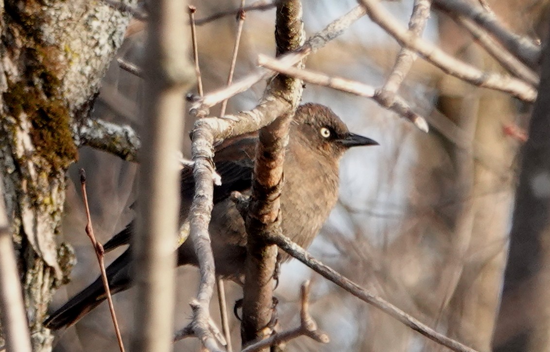 Rusty Blackbird - ML325137551