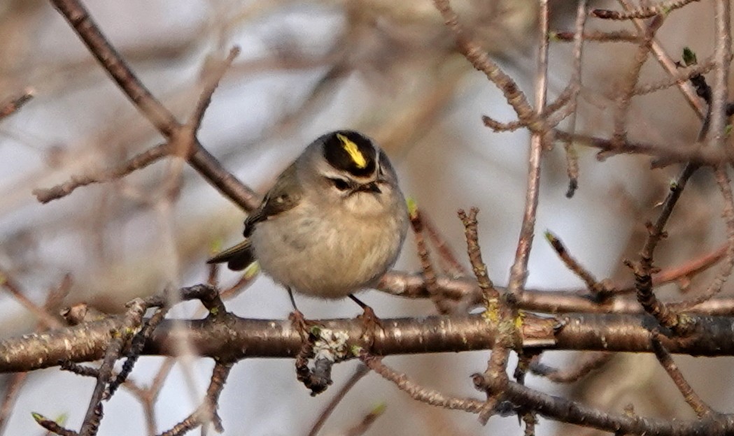 Golden-crowned Kinglet - ML325137581