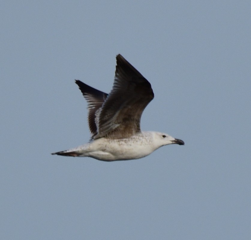 Great Black-backed Gull - Regis Fortin