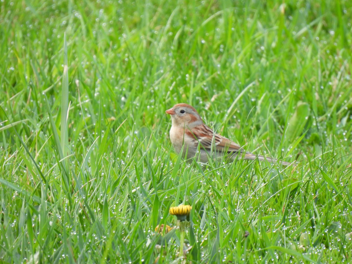 Field Sparrow - ML325138701