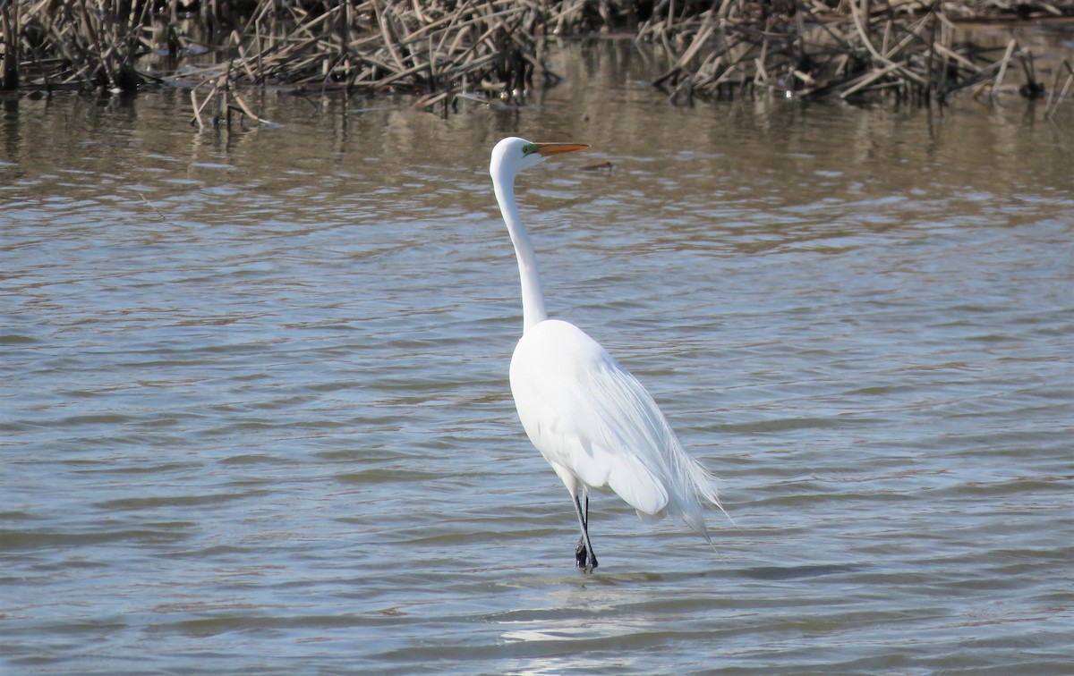 Great Egret (American) - ML325142931