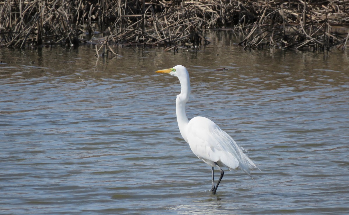 Great Egret (American) - ML325142971
