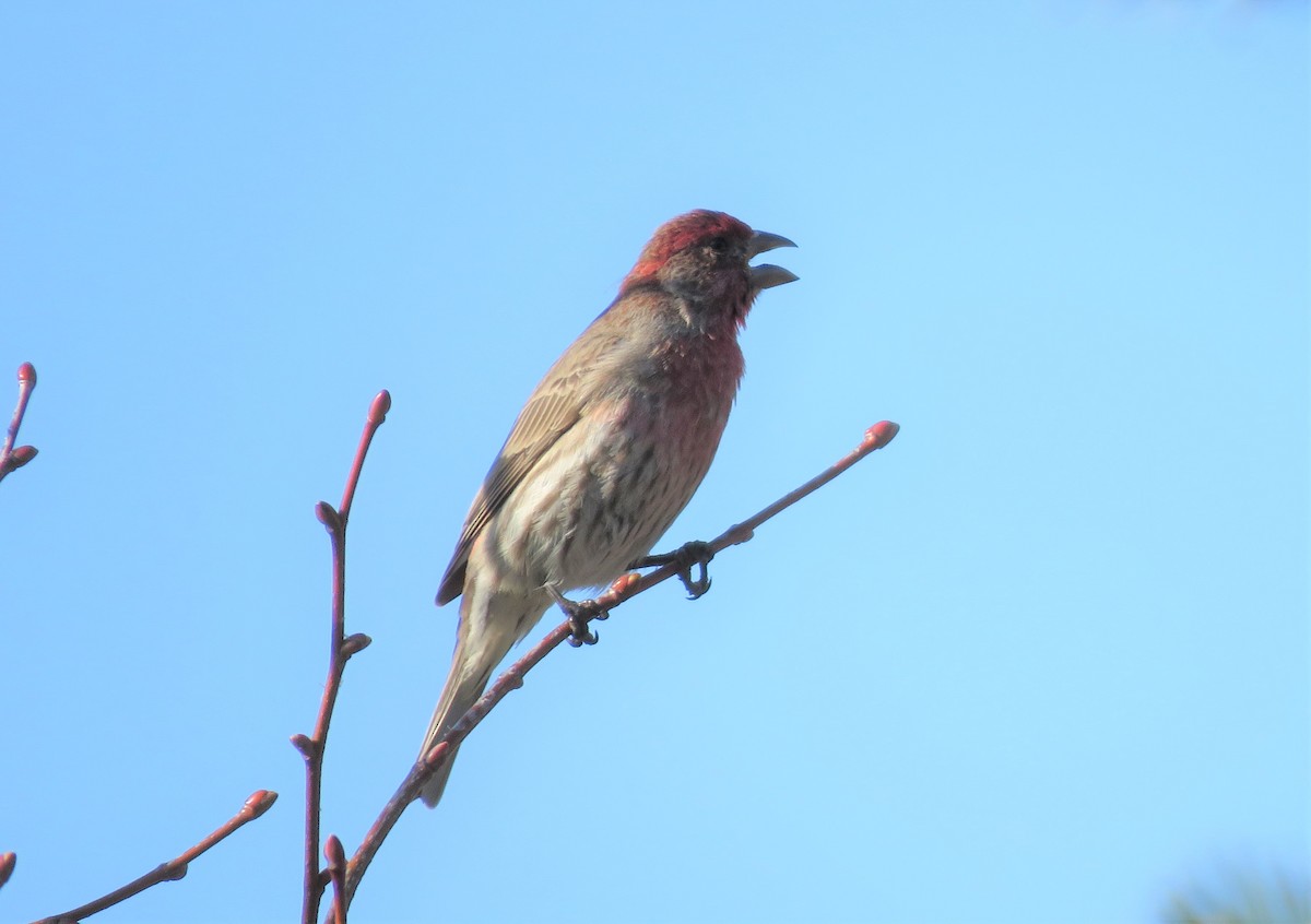 House Finch - ML325143471