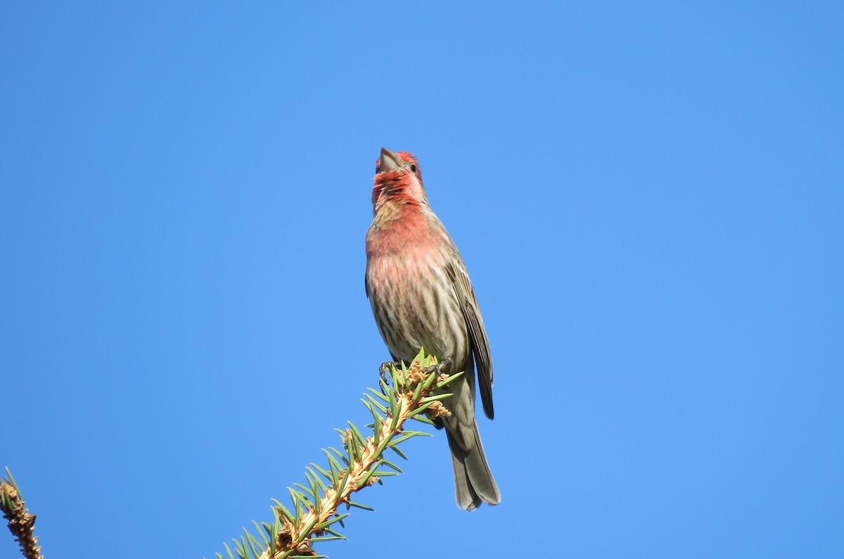 House Finch - ML325143541