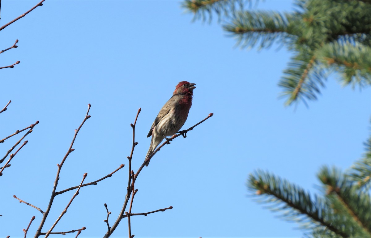 House Finch - ML325143551